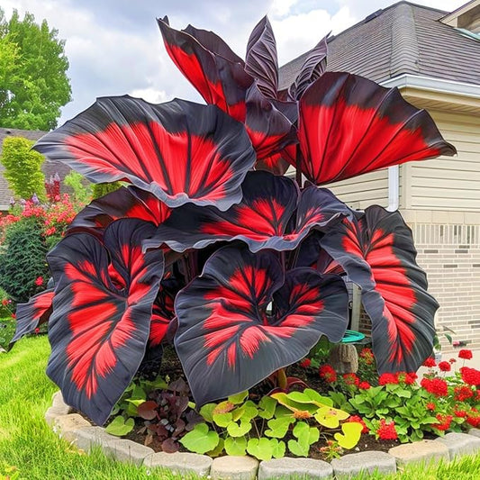 Imported Black Hosta Seeds + 100 grams Organic Pot mix Free