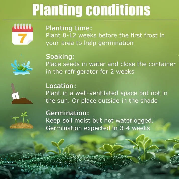 Imported Black Hosta Seeds + 100 grams Organic Pot mix Free